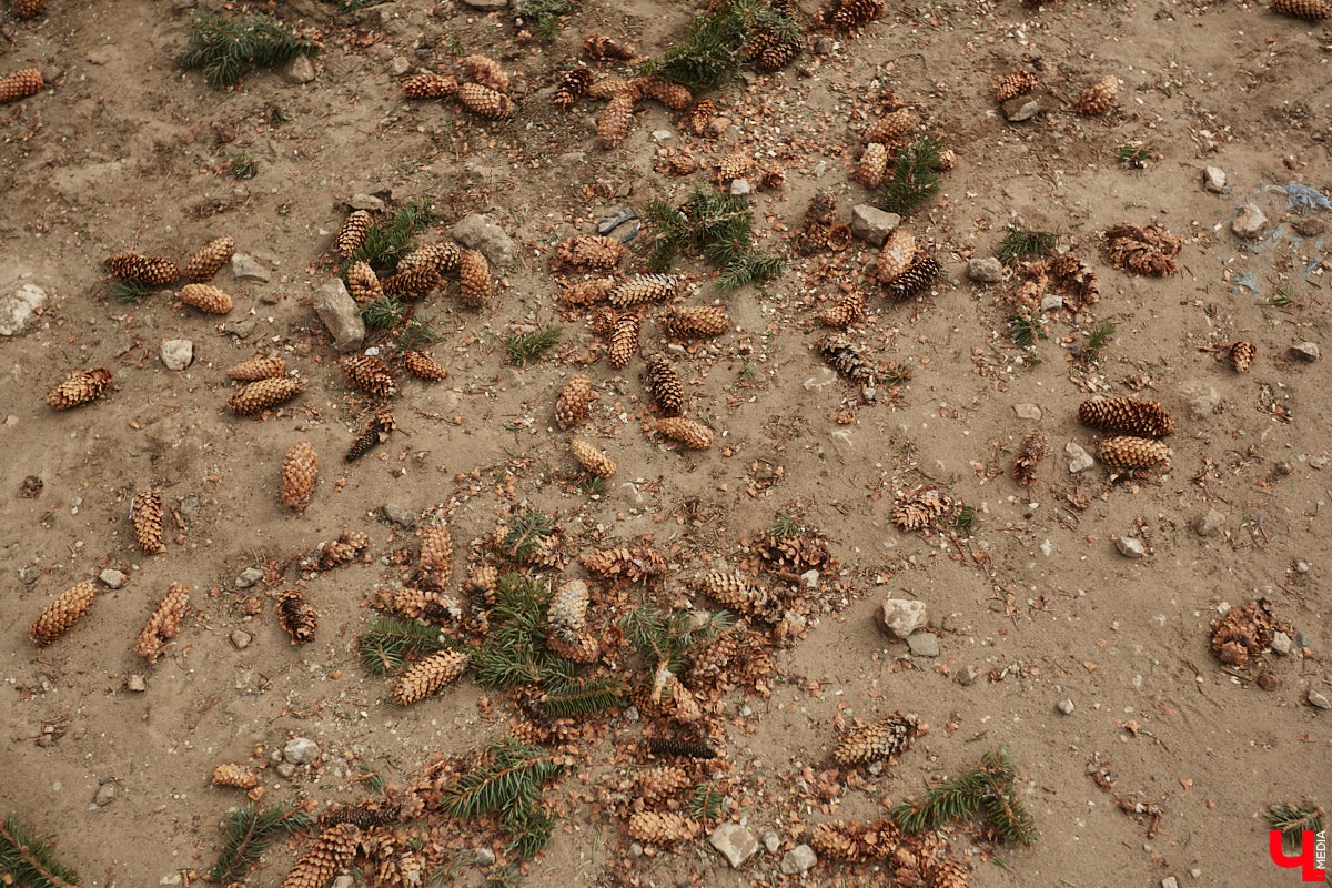 Срубили наши елочки… Нет, это не цитата из известной детской песенки, а слова владимирцев, снова сетующих на вырубку в областном центре здоровых деревьев. На сей раз под колесами экскаваторов канули в небытие три вечнозеленых растения у Art Hall. По словам рабочих, которые трудятся на месте, все ради очередной парковки.