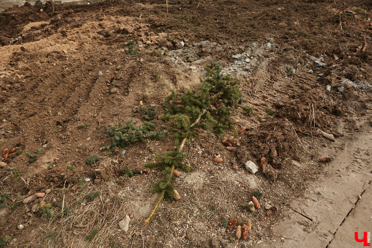 Срубили наши елочки… Нет, это не цитата из известной детской песенки, а слова владимирцев, снова сетующих на вырубку в областном центре здоровых деревьев. На сей раз под колесами экскаваторов канули в небытие три вечнозеленых растения у Art Hall. По словам рабочих, которые трудятся на месте, все ради очередной парковки.