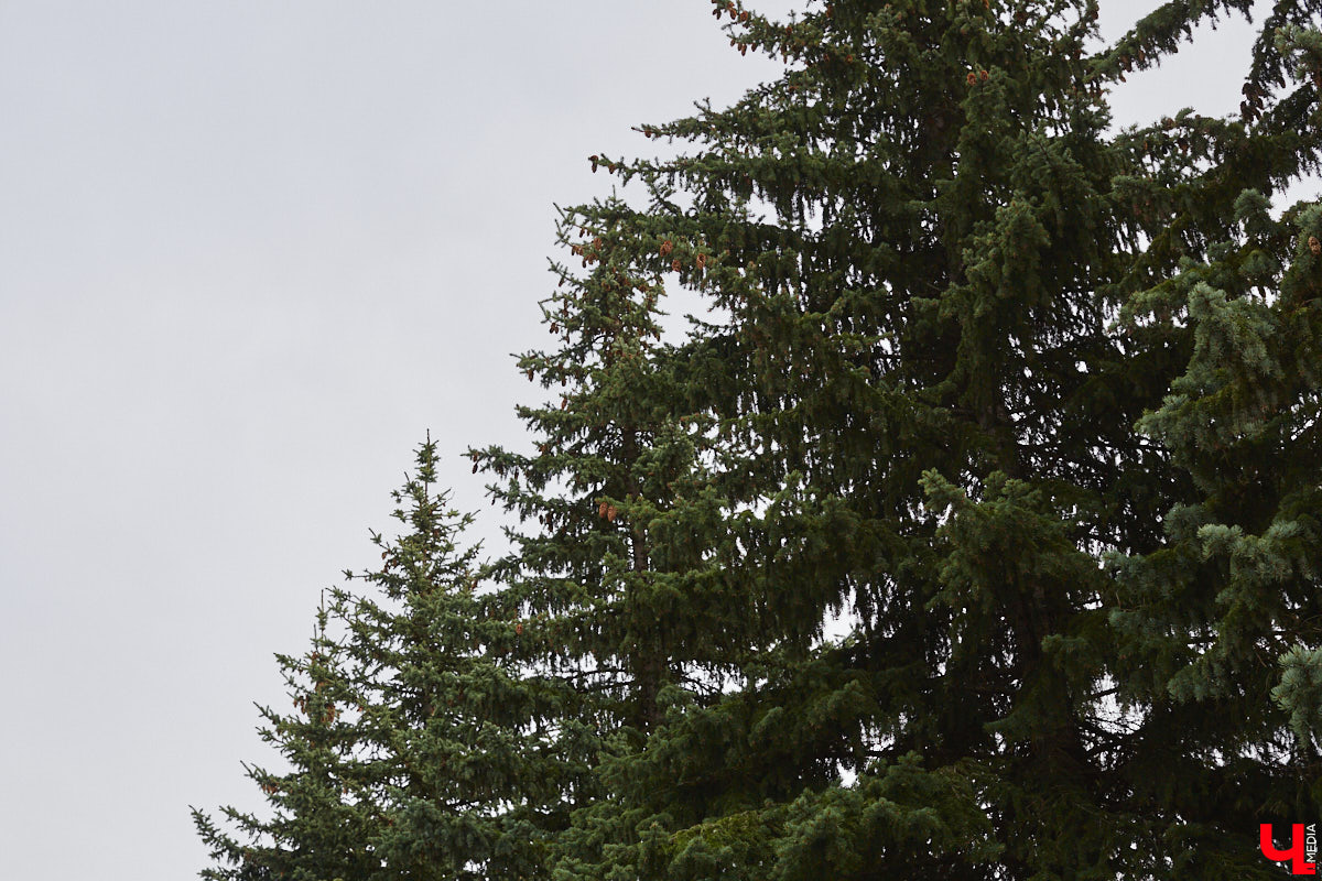 Срубили наши елочки… Нет, это не цитата из известной детской песенки, а слова владимирцев, снова сетующих на вырубку в областном центре здоровых деревьев. На сей раз под колесами экскаваторов канули в небытие три вечнозеленых растения у Art Hall. По словам рабочих, которые трудятся на месте, все ради очередной парковки.