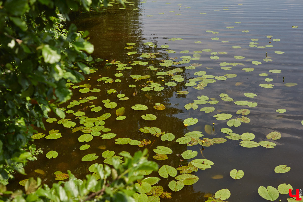 Во Владимирской области появится новое место для отдыха на природе. Пляжную зону с домиками для круглогодичного проживания собираются начать благоустраивать уже в этом году на берегу озера Запольское в Камешковском районе. Рассказываем, что же там будет.