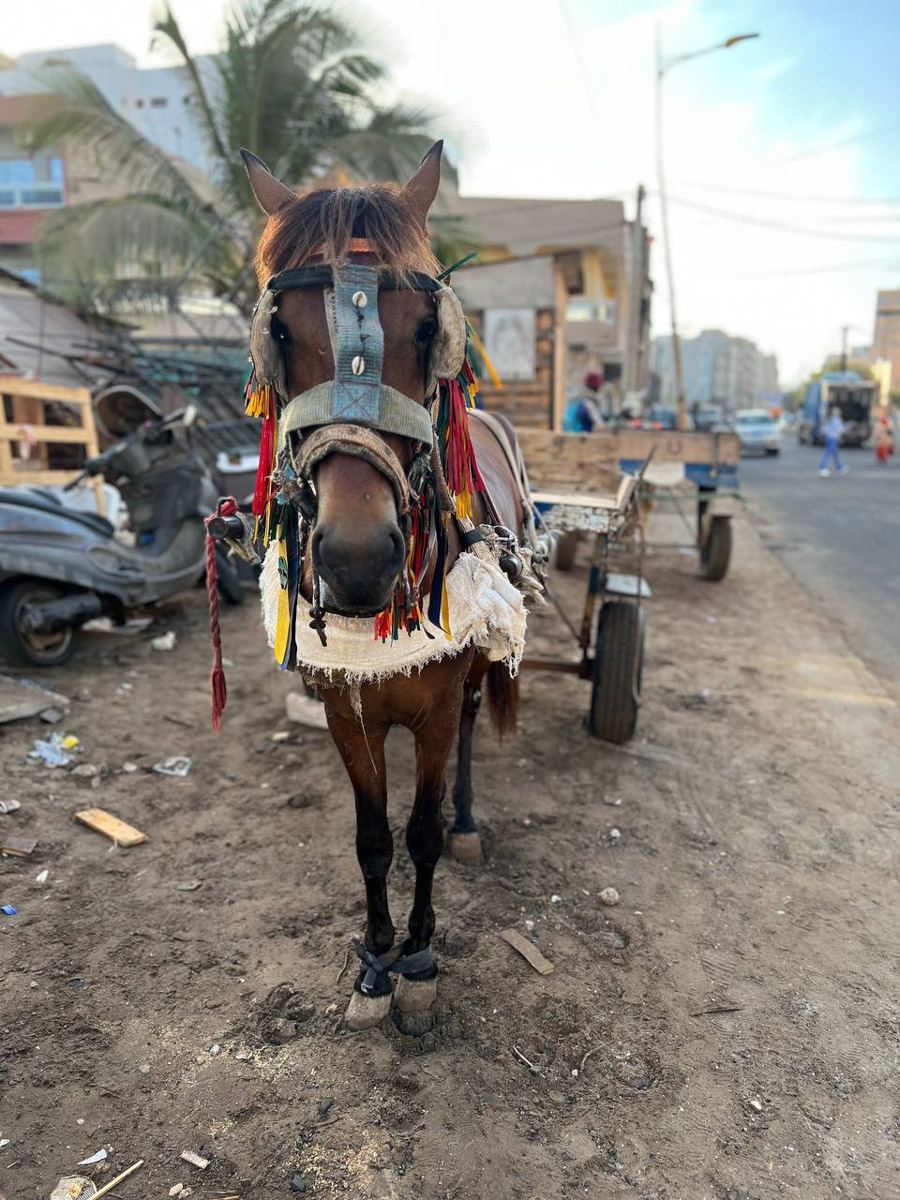 Путешествия для Максима Палагина — не развлечение, а работа. Впрочем, он умудряется сочетать. Автор сюжетов в тревел-программе «Невероятно интересные истории» посетил разные уголки мира: Мьянму, Алжир, Сенегал, Гамбию. Что владимирец там нашел и в каких переделках побывал, узнал «Ключ-Медиа».