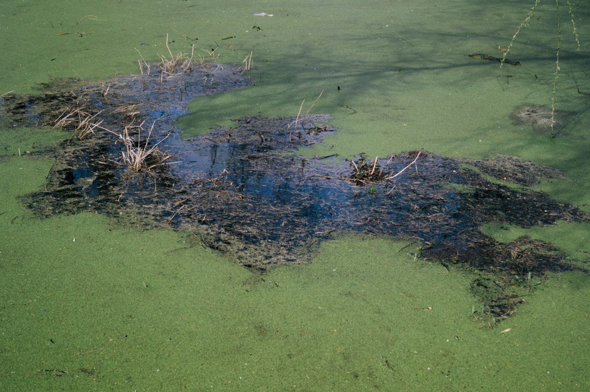 Храм Покрова на Нерли прекрасен в любое время года. А когда наступает пора весеннего разлива, территория вокруг него и вовсе на несколько недель превращается в «маленькую Венецию». Тогда сапы и байдарки становятся самым востребованным способом передвижения по заливному лугу.