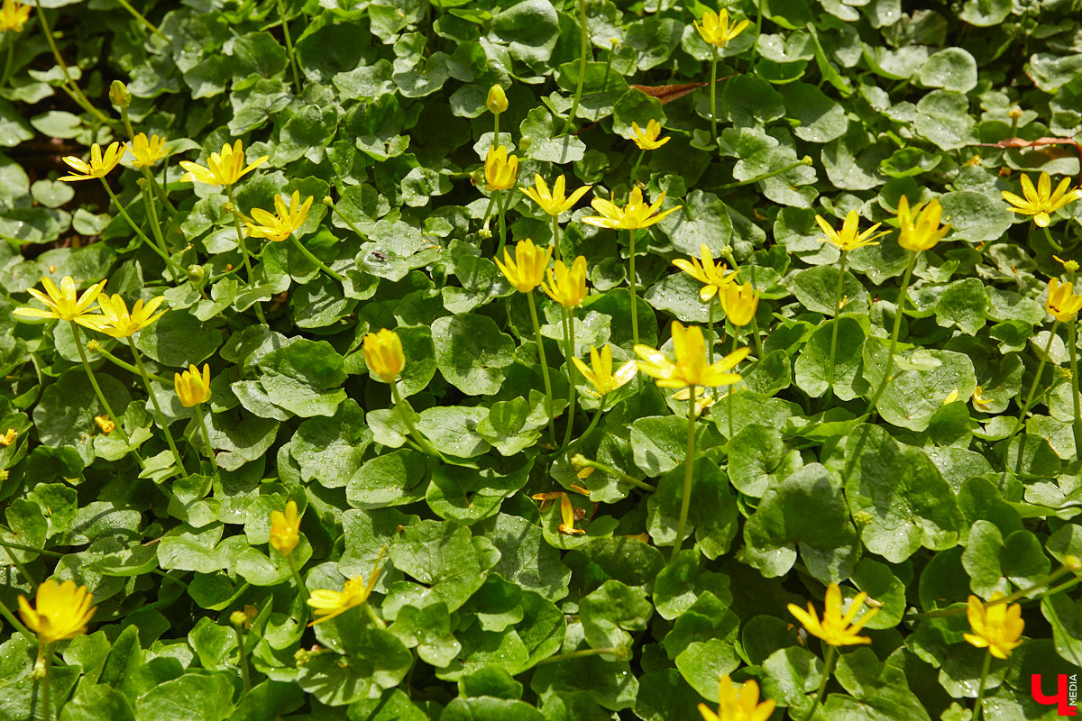 В первой половине XIX века Владимир развивался на основе первого регулярного плана застройки, утверждённого Екатериной II в 1781 году. На смену стихийно сложившейся, хаотичной постройке и кривым улочкам должна была прийти упорядоченная сеть городских кварталов с геометрически чёткой планировкой. На центральной улице стали появляться кирпичные купеческие дома, возводились новые общественные здания в стилистике зрелого классицизма, перестраивались старые. Ведущую роль в этом играл губернский архитектор Алексей Вершинский.