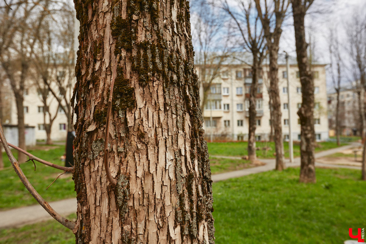 Владимирские деревья вновь под угрозой. И на сей раз не из-за желания вырубить их под очередную парковку, а из-за жука-вредителя, по вине которого зелени в столице 33-го региона становится все меньше. Например, сейчас печальная судьба ждет сквер на улице Мира около дома № 25.