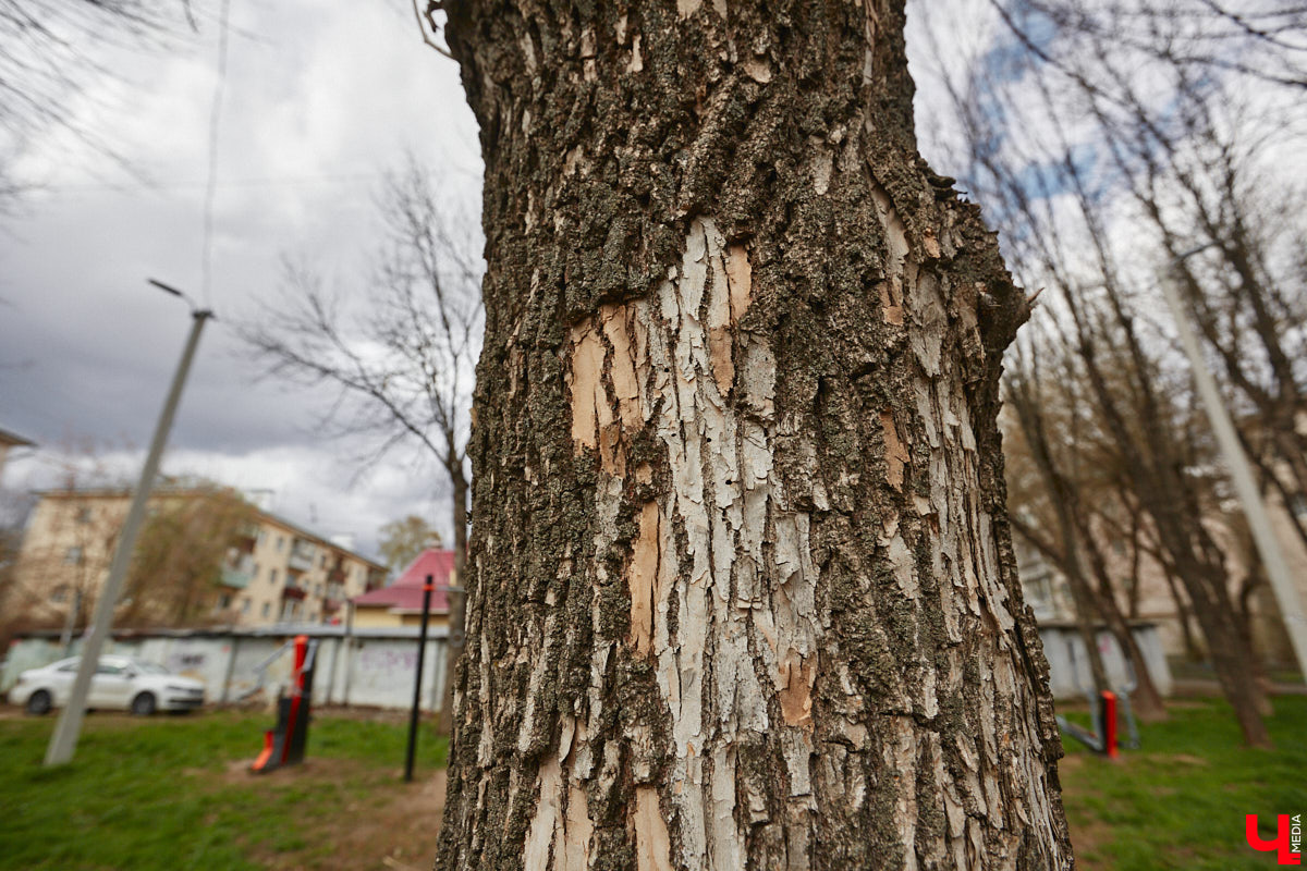 Владимирские деревья вновь под угрозой. И на сей раз не из-за желания вырубить их под очередную парковку, а из-за жука-вредителя, по вине которого зелени в столице 33-го региона становится все меньше. Например, сейчас печальная судьба ждет сквер на улице Мира около дома № 25.