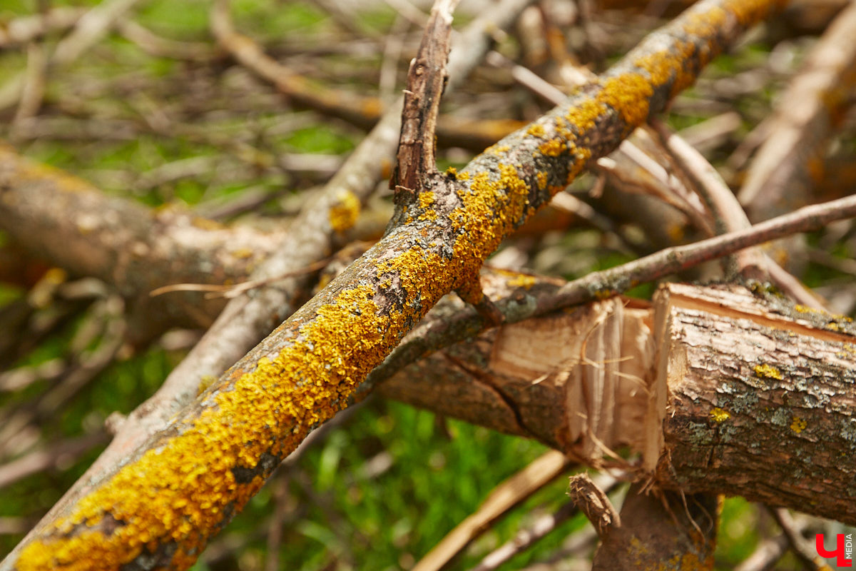 Владимирские деревья вновь под угрозой. И на сей раз не из-за желания вырубить их под очередную парковку, а из-за жука-вредителя, по вине которого зелени в столице 33-го региона становится все меньше. Например, сейчас печальная судьба ждет сквер на улице Мира около дома № 25.