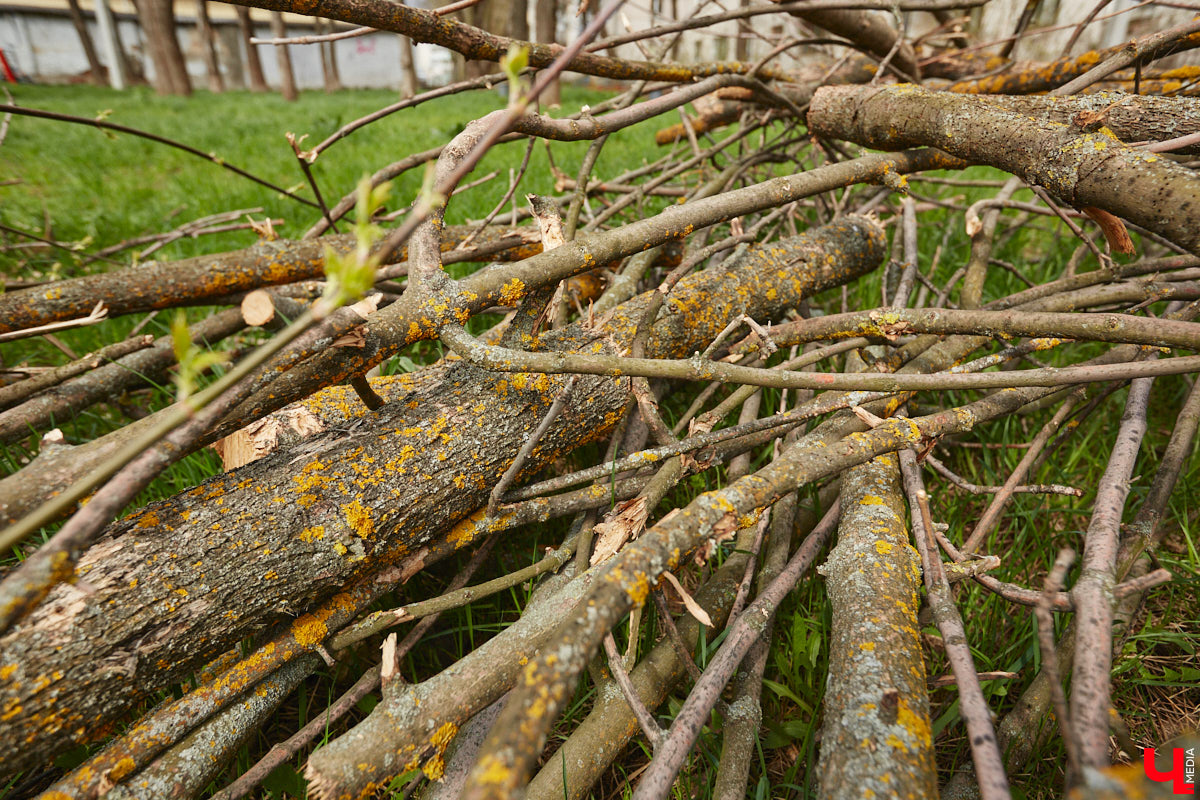 Владимирские деревья вновь под угрозой. И на сей раз не из-за желания вырубить их под очередную парковку, а из-за жука-вредителя, по вине которого зелени в столице 33-го региона становится все меньше. Например, сейчас печальная судьба ждет сквер на улице Мира около дома № 25.