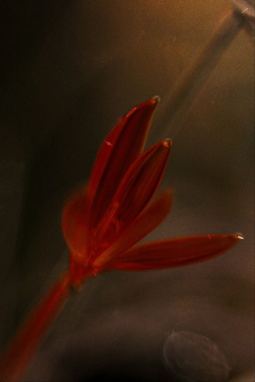 «Приходите причинять себе красоту», — приглашает всех ценителей на выставку «Свояси» Семен Старов. Ее торжественное открытие во Всероссийском музее декоративного искусства в Москве состоится 25 апреля. В этом году она собрала шесть десятков творцов из разных регионов России. Художник-ювелир из Мурома привез в столицу несколько украшений из серии «Корни», поэтому там будет много красоты и символов.