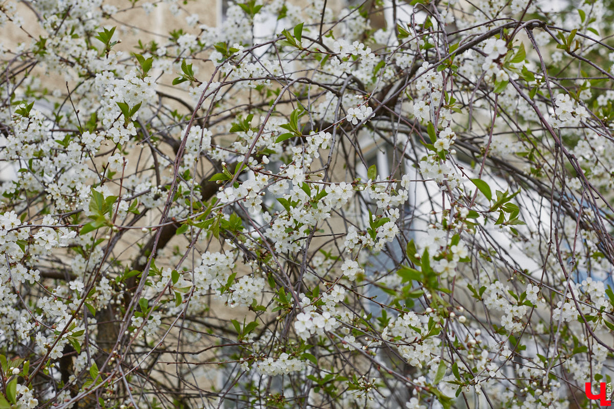Во Владимире завершилось народное голосование за благоустройство городских локаций в будущем году. Всего участие в нем приняли более 59,5 тысяч человек. На сей раз с большим отрывом вперед вырвались сразу два проекта.