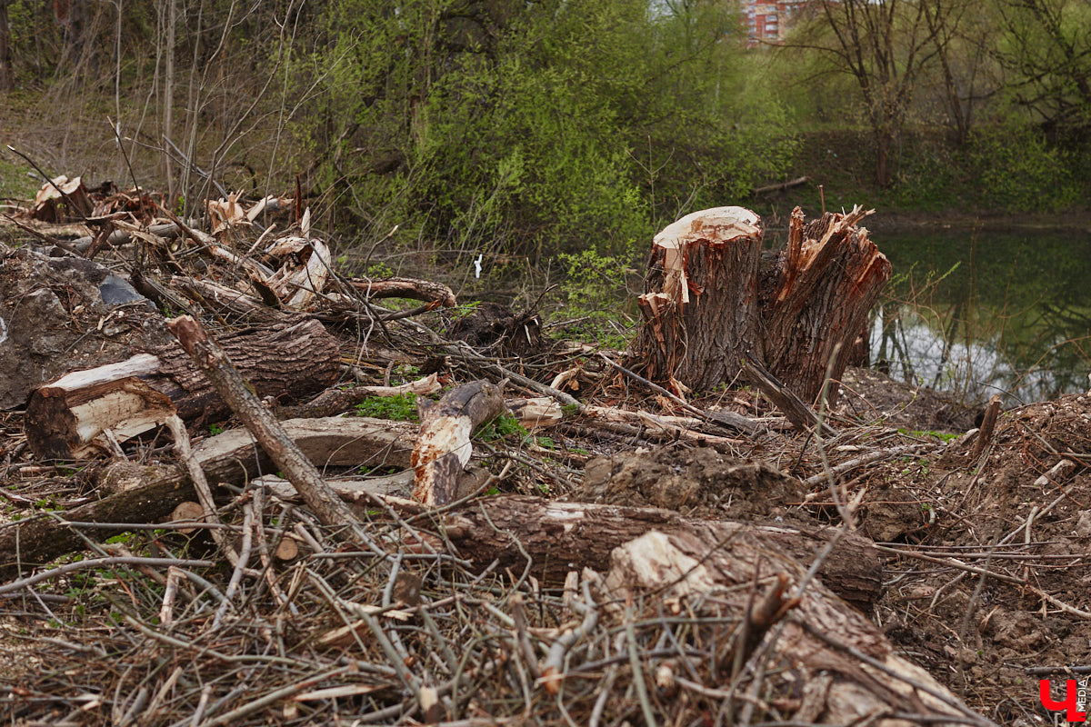 Город вновь не досчитался деревьев. На сей раз под удар попали две сухие ели на Садовой площади возле областной филармонии. Спиленные вечнозеленые планируют заменить другими растениями. И не исключено, что не абы где, а именно в центре города.