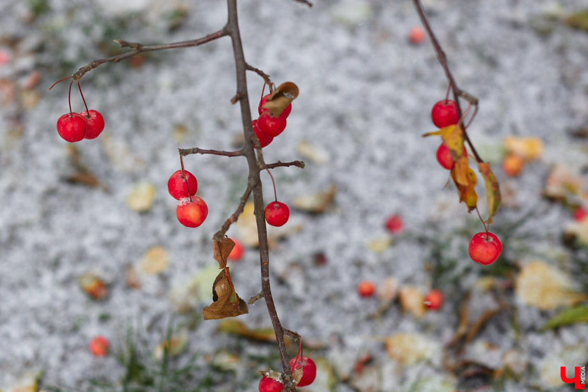 Шашлыки отменяются. Синоптики утверждают, что такого холодного 9 мая, какое будет в этом году, мы не видели четверть века. Да и в целом неделя предстоит та еще! С заморозками, снегом и дождями. Рассказываем, когда же закончится погодное безобразие.