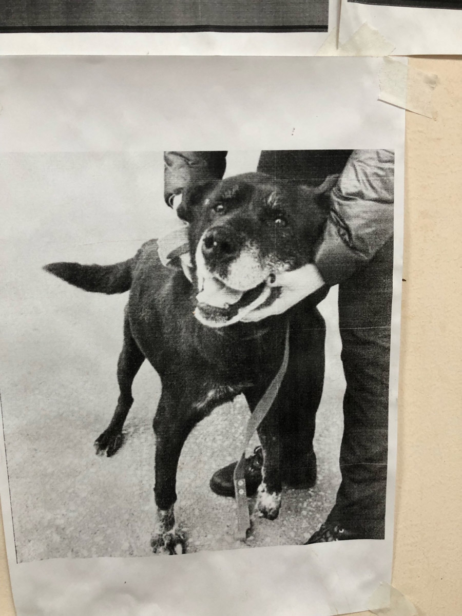 В городе Гусь-Хрустальный завершаются работы над скульптурой бездомной собаки, у которой есть реальный прототип. Пес по кличке Кузя жил на остановке напротив библиотечного центра и был местным любимцем. Когда животного не стало, зооволонтеры решили сохранить о нем память и напомнить таким образом всем, что бросать четвероногих друзей нельзя.