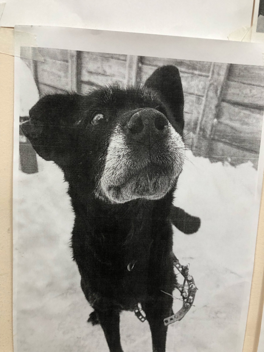 В городе Гусь-Хрустальный завершаются работы над скульптурой бездомной собаки, у которой есть реальный прототип. Пес по кличке Кузя жил на остановке напротив библиотечного центра и был местным любимцем. Когда животного не стало, зооволонтеры решили сохранить о нем память и напомнить таким образом всем, что бросать четвероногих друзей нельзя.