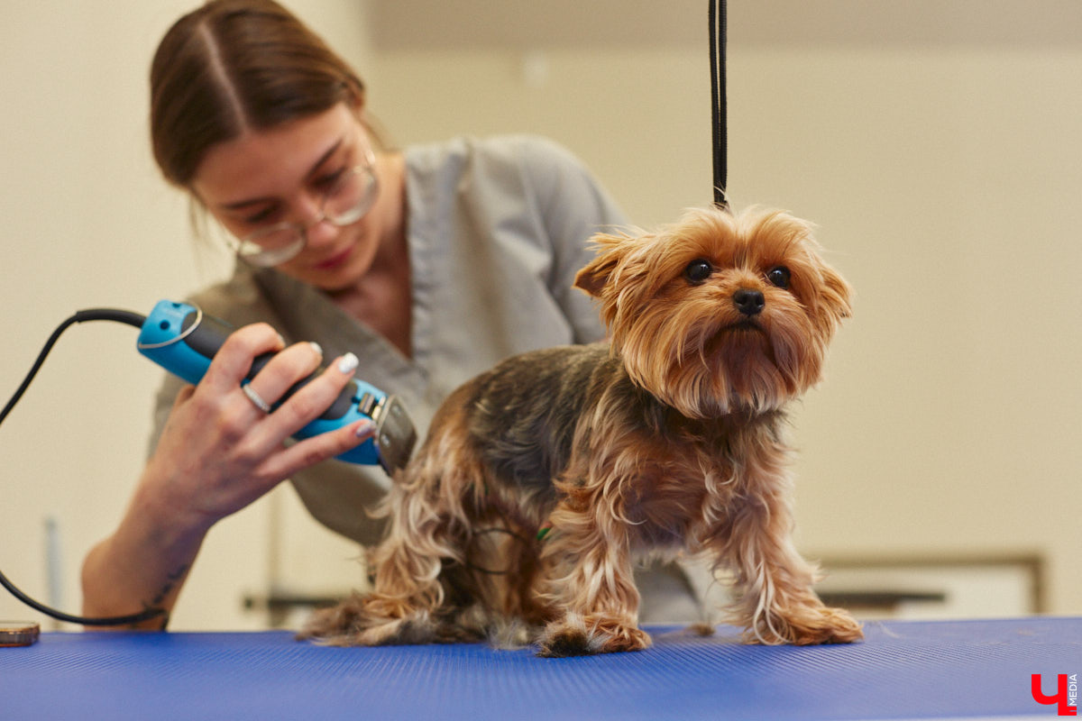 Спа, маникюр, модельная стрижка и укладка — теперь все это доступно не только человеку. Владимирский бизнесмен Максим Бочагов решил разбавить бьюти-сферу новым пространством красоты для животных. Какие проблемы решают профессиональные грумеры в атмосфере эстетики и комфорта, своими глазами увидел «Ключ-Медиа».