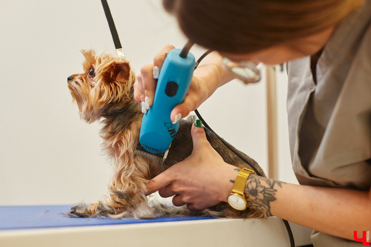 Спа, маникюр, модельная стрижка и укладка — теперь все это доступно не только человеку. Владимирский бизнесмен Максим Бочагов решил разбавить бьюти-сферу новым пространством красоты для животных. Какие проблемы решают профессиональные грумеры в атмосфере эстетики и комфорта, своими глазами увидел «Ключ-Медиа».