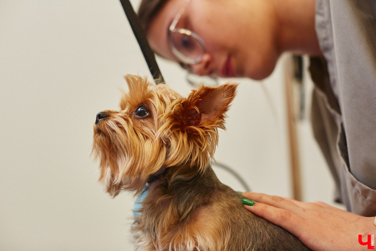 Спа, маникюр, модельная стрижка и укладка — теперь все это доступно не только человеку. Владимирский бизнесмен Максим Бочагов решил разбавить бьюти-сферу новым пространством красоты для животных. Какие проблемы решают профессиональные грумеры в атмосфере эстетики и комфорта, своими глазами увидел «Ключ-Медиа».