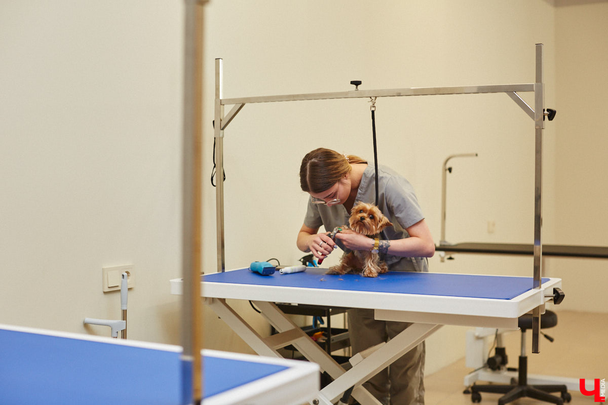 Спа, маникюр, модельная стрижка и укладка — теперь все это доступно не только человеку. Владимирский бизнесмен Максим Бочагов решил разбавить бьюти-сферу новым пространством красоты для животных. Какие проблемы решают профессиональные грумеры в атмосфере эстетики и комфорта, своими глазами увидел «Ключ-Медиа».