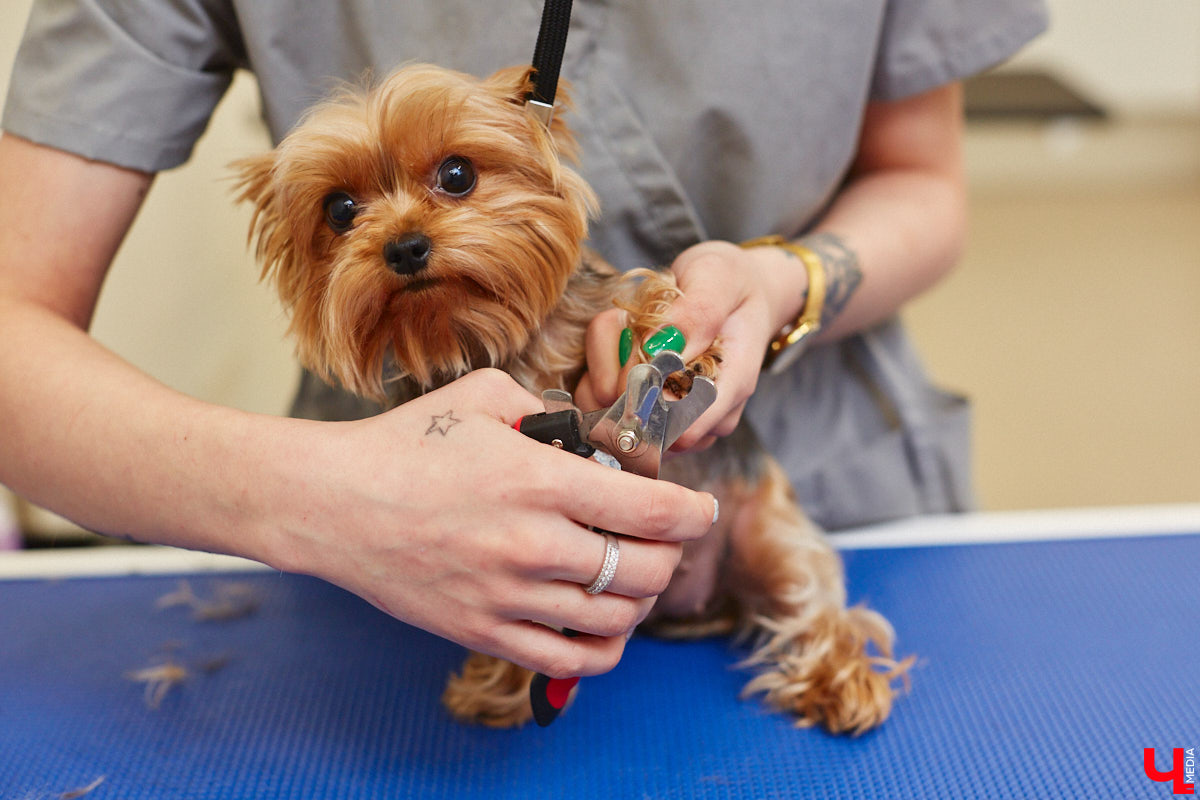 Спа, маникюр, модельная стрижка и укладка — теперь все это доступно не только человеку. Владимирский бизнесмен Максим Бочагов решил разбавить бьюти-сферу новым пространством красоты для животных. Какие проблемы решают профессиональные грумеры в атмосфере эстетики и комфорта, своими глазами увидел «Ключ-Медиа».