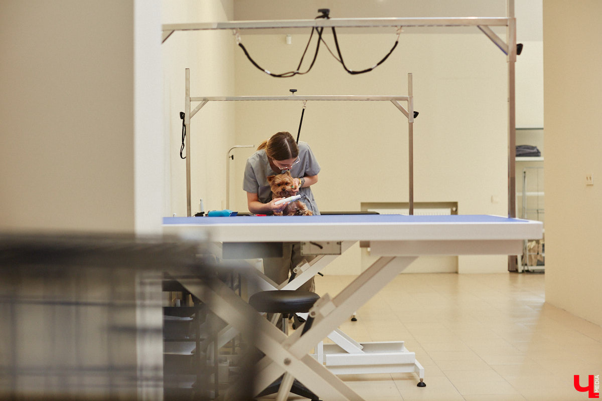 Спа, маникюр, модельная стрижка и укладка — теперь все это доступно не только человеку. Владимирский бизнесмен Максим Бочагов решил разбавить бьюти-сферу новым пространством красоты для животных. Какие проблемы решают профессиональные грумеры в атмосфере эстетики и комфорта, своими глазами увидел «Ключ-Медиа».