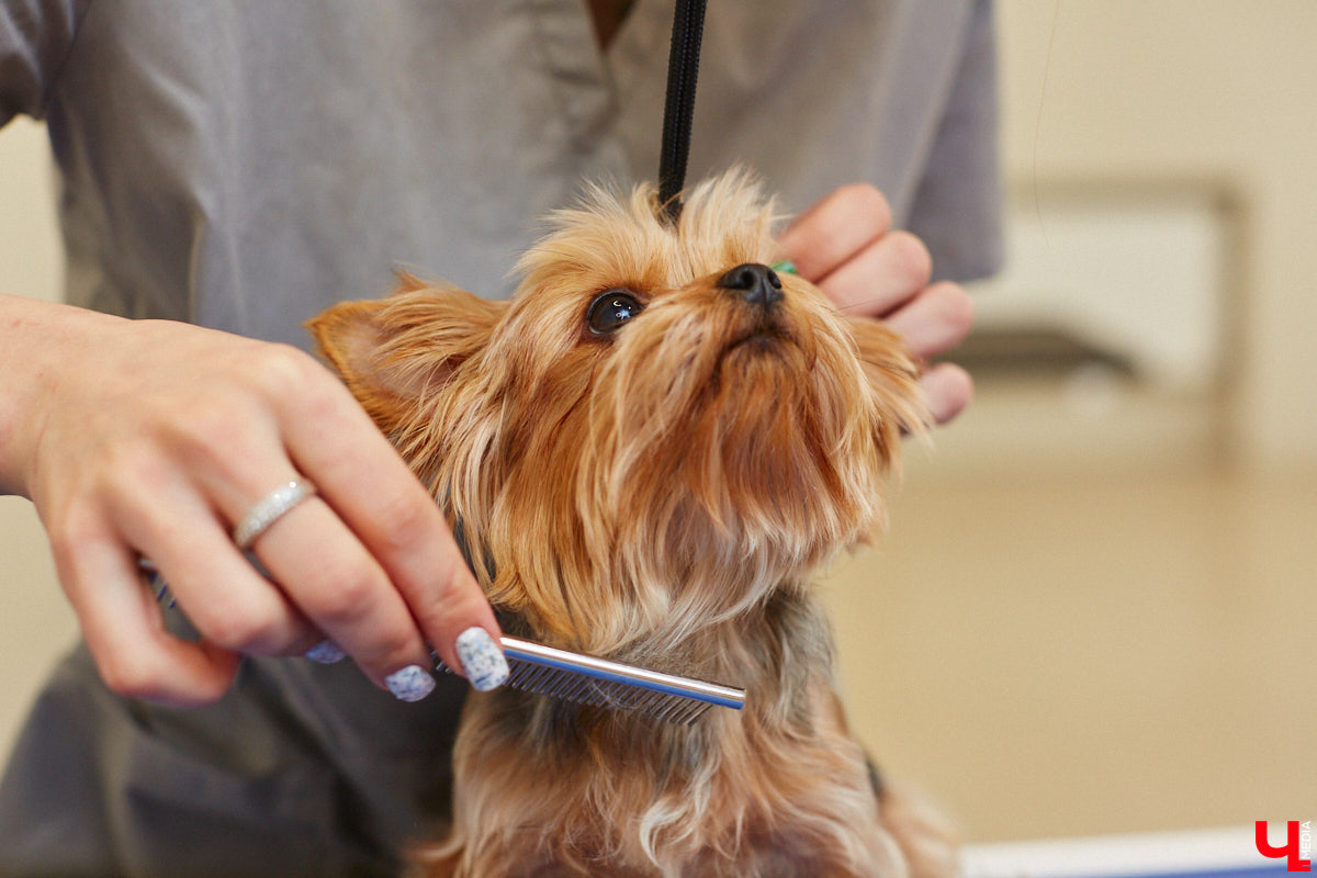 Спа, маникюр, модельная стрижка и укладка — теперь все это доступно не только человеку. Владимирский бизнесмен Максим Бочагов решил разбавить бьюти-сферу новым пространством красоты для животных. Какие проблемы решают профессиональные грумеры в атмосфере эстетики и комфорта, своими глазами увидел «Ключ-Медиа».