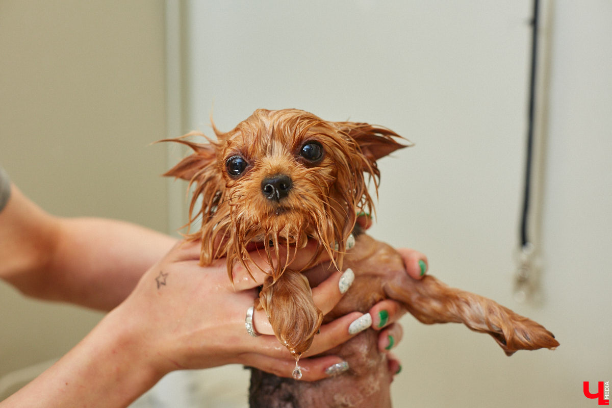 Спа, маникюр, модельная стрижка и укладка — теперь все это доступно не только человеку. Владимирский бизнесмен Максим Бочагов решил разбавить бьюти-сферу новым пространством красоты для животных. Какие проблемы решают профессиональные грумеры в атмосфере эстетики и комфорта, своими глазами увидел «Ключ-Медиа».