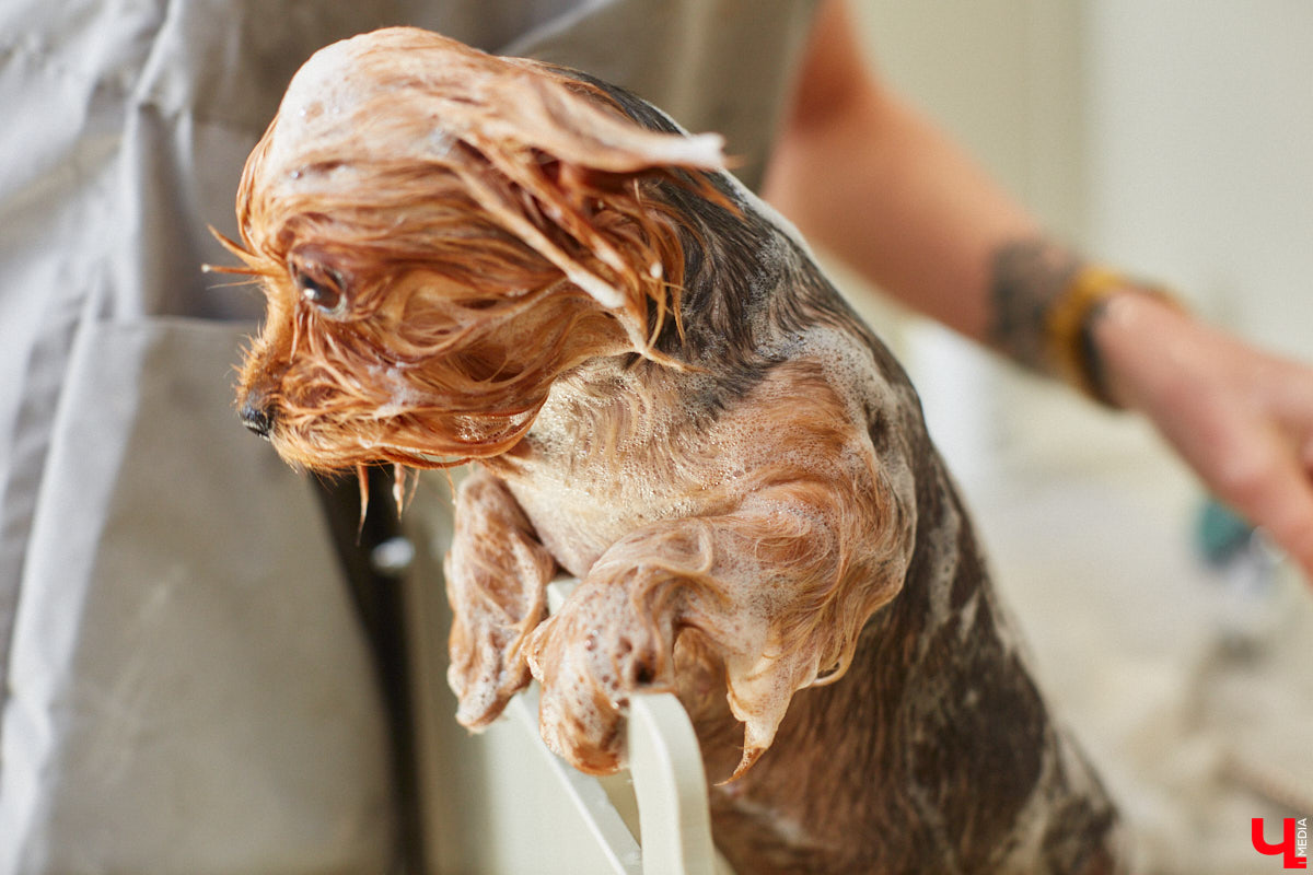 Спа, маникюр, модельная стрижка и укладка — теперь все это доступно не только человеку. Владимирский бизнесмен Максим Бочагов решил разбавить бьюти-сферу новым пространством красоты для животных. Какие проблемы решают профессиональные грумеры в атмосфере эстетики и комфорта, своими глазами увидел «Ключ-Медиа».