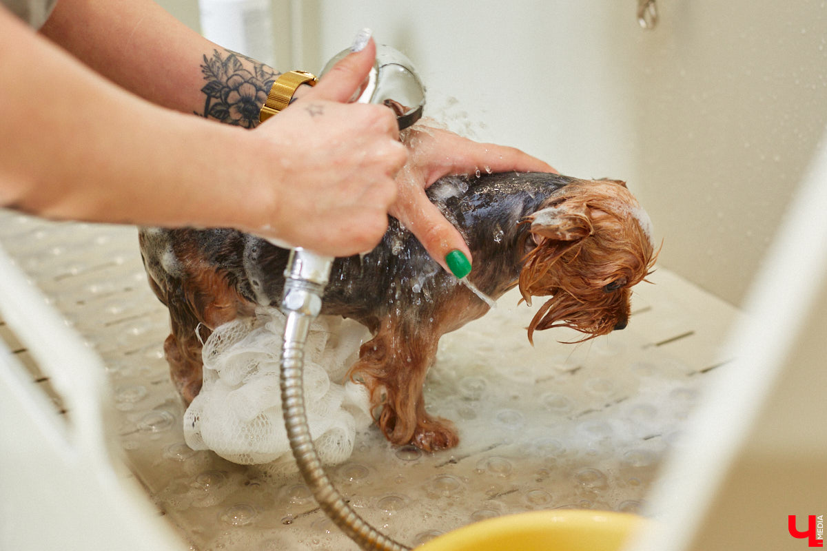 Спа, маникюр, модельная стрижка и укладка — теперь все это доступно не только человеку. Владимирский бизнесмен Максим Бочагов решил разбавить бьюти-сферу новым пространством красоты для животных. Какие проблемы решают профессиональные грумеры в атмосфере эстетики и комфорта, своими глазами увидел «Ключ-Медиа».