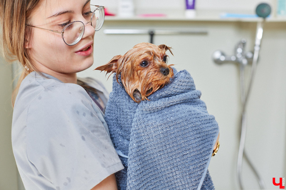 Спа, маникюр, модельная стрижка и укладка — теперь все это доступно не только человеку. Владимирский бизнесмен Максим Бочагов решил разбавить бьюти-сферу новым пространством красоты для животных. Какие проблемы решают профессиональные грумеры в атмосфере эстетики и комфорта, своими глазами увидел «Ключ-Медиа».