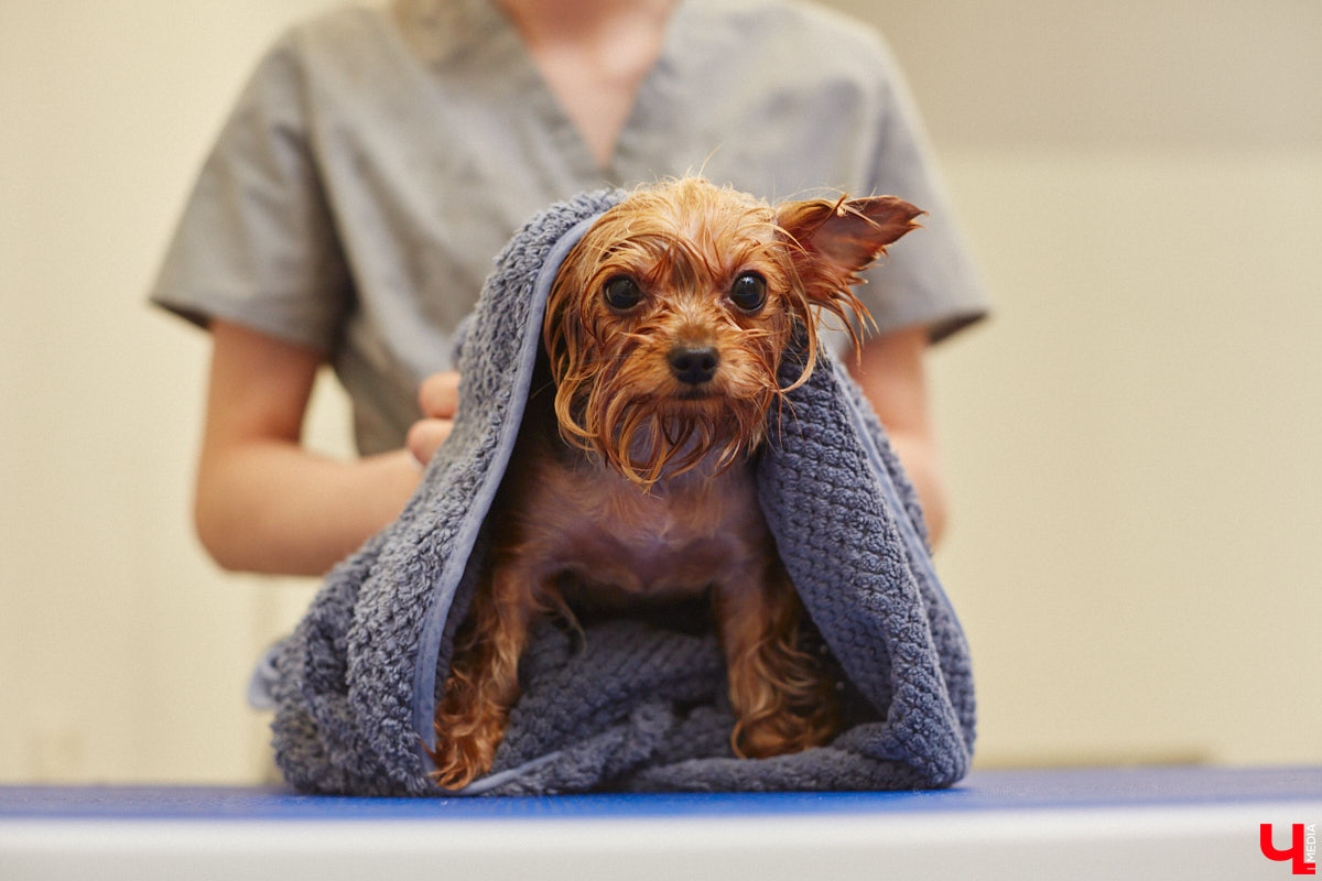 Спа, маникюр, модельная стрижка и укладка — теперь все это доступно не только человеку. Владимирский бизнесмен Максим Бочагов решил разбавить бьюти-сферу новым пространством красоты для животных. Какие проблемы решают профессиональные грумеры в атмосфере эстетики и комфорта, своими глазами увидел «Ключ-Медиа».