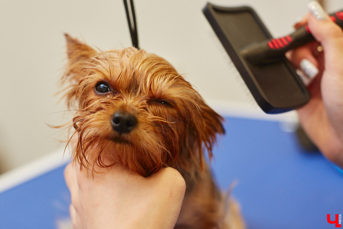 Спа, маникюр, модельная стрижка и укладка — теперь все это доступно не только человеку. Владимирский бизнесмен Максим Бочагов решил разбавить бьюти-сферу новым пространством красоты для животных. Какие проблемы решают профессиональные грумеры в атмосфере эстетики и комфорта, своими глазами увидел «Ключ-Медиа».