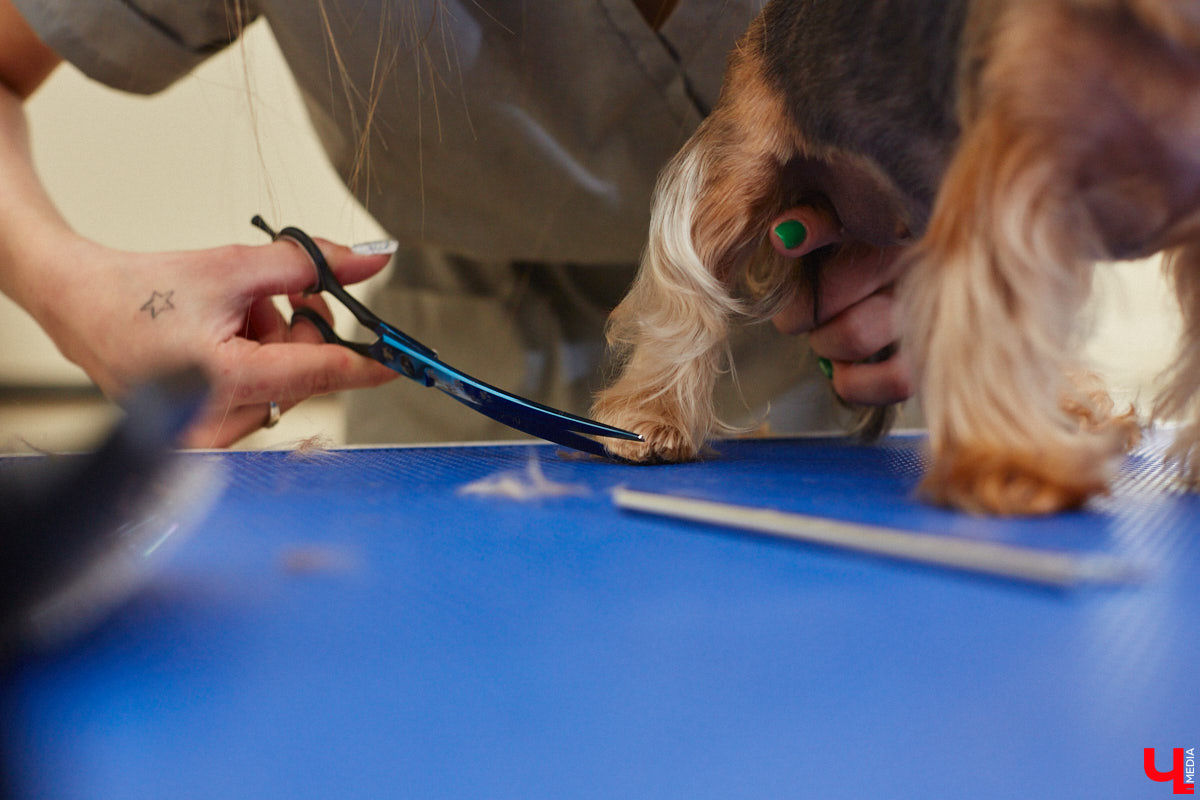 Спа, маникюр, модельная стрижка и укладка — теперь все это доступно не только человеку. Владимирский бизнесмен Максим Бочагов решил разбавить бьюти-сферу новым пространством красоты для животных. Какие проблемы решают профессиональные грумеры в атмосфере эстетики и комфорта, своими глазами увидел «Ключ-Медиа».