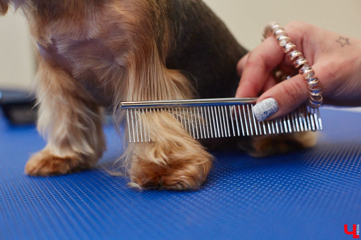 Спа, маникюр, модельная стрижка и укладка — теперь все это доступно не только человеку. Владимирский бизнесмен Максим Бочагов решил разбавить бьюти-сферу новым пространством красоты для животных. Какие проблемы решают профессиональные грумеры в атмосфере эстетики и комфорта, своими глазами увидел «Ключ-Медиа».