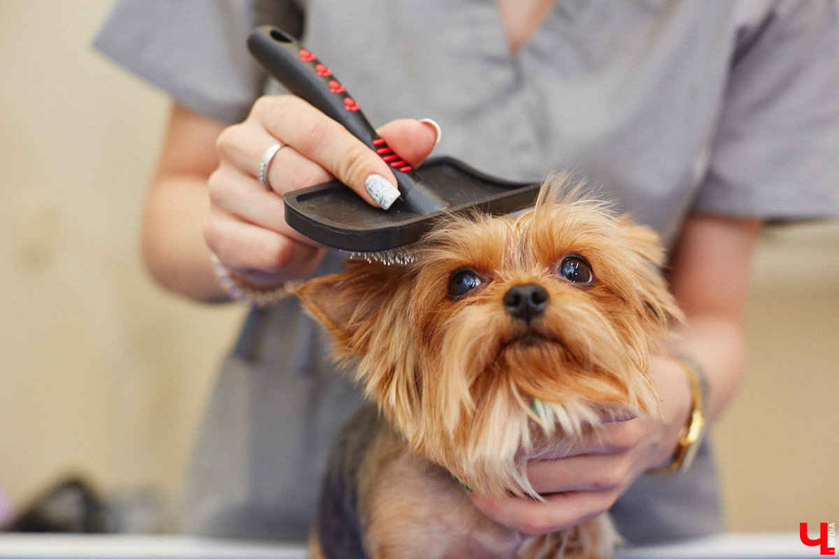 Спа, маникюр, модельная стрижка и укладка — теперь все это доступно не только человеку. Владимирский бизнесмен Максим Бочагов решил разбавить бьюти-сферу новым пространством красоты для животных. Какие проблемы решают профессиональные грумеры в атмосфере эстетики и комфорта, своими глазами увидел «Ключ-Медиа».