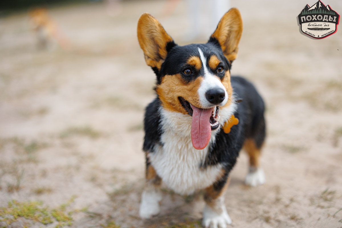 Не зря говорят: собака — лучший компаньон. С ней даже на байдарке можно сплавиться. Проверено! Убедились в этом в прошлое воскресенье владельцы мохнатых штурманов, отправившись с ними в путешествие по реке Судогде. Массу ярких фотографий и подробности милейшего события ищите в статье «Ключ-Медиа».