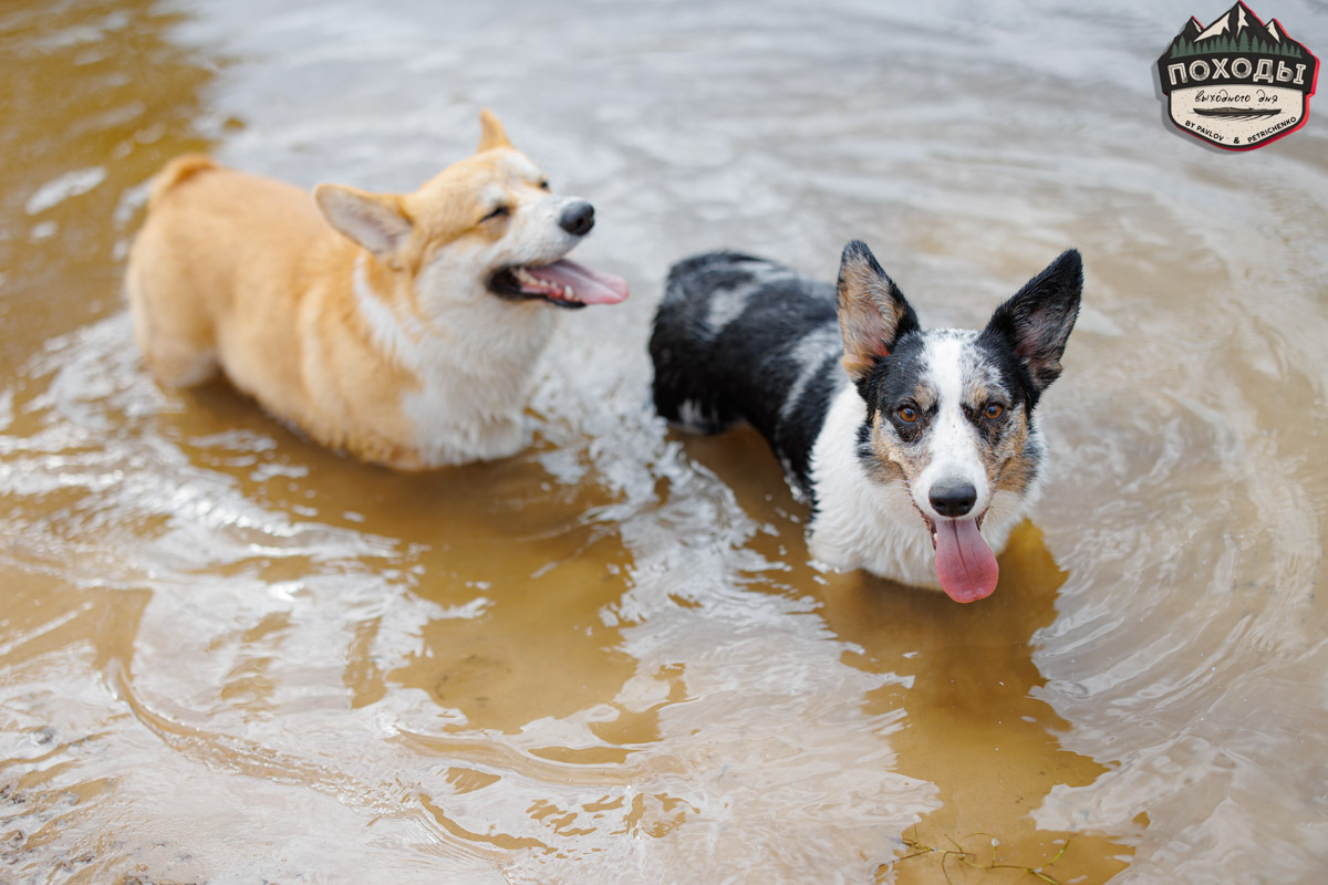 Не зря говорят: собака — лучший компаньон. С ней даже на байдарке можно сплавиться. Проверено! Убедились в этом в прошлое воскресенье владельцы мохнатых штурманов, отправившись с ними в путешествие по реке Судогде. Массу ярких фотографий и подробности милейшего события ищите в статье «Ключ-Медиа».