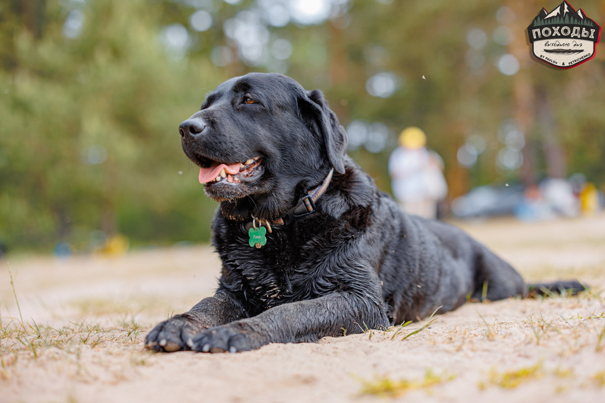 Не зря говорят: собака — лучший компаньон. С ней даже на байдарке можно сплавиться. Проверено! Убедились в этом в прошлое воскресенье владельцы мохнатых штурманов, отправившись с ними в путешествие по реке Судогде. Массу ярких фотографий и подробности милейшего события ищите в статье «Ключ-Медиа».