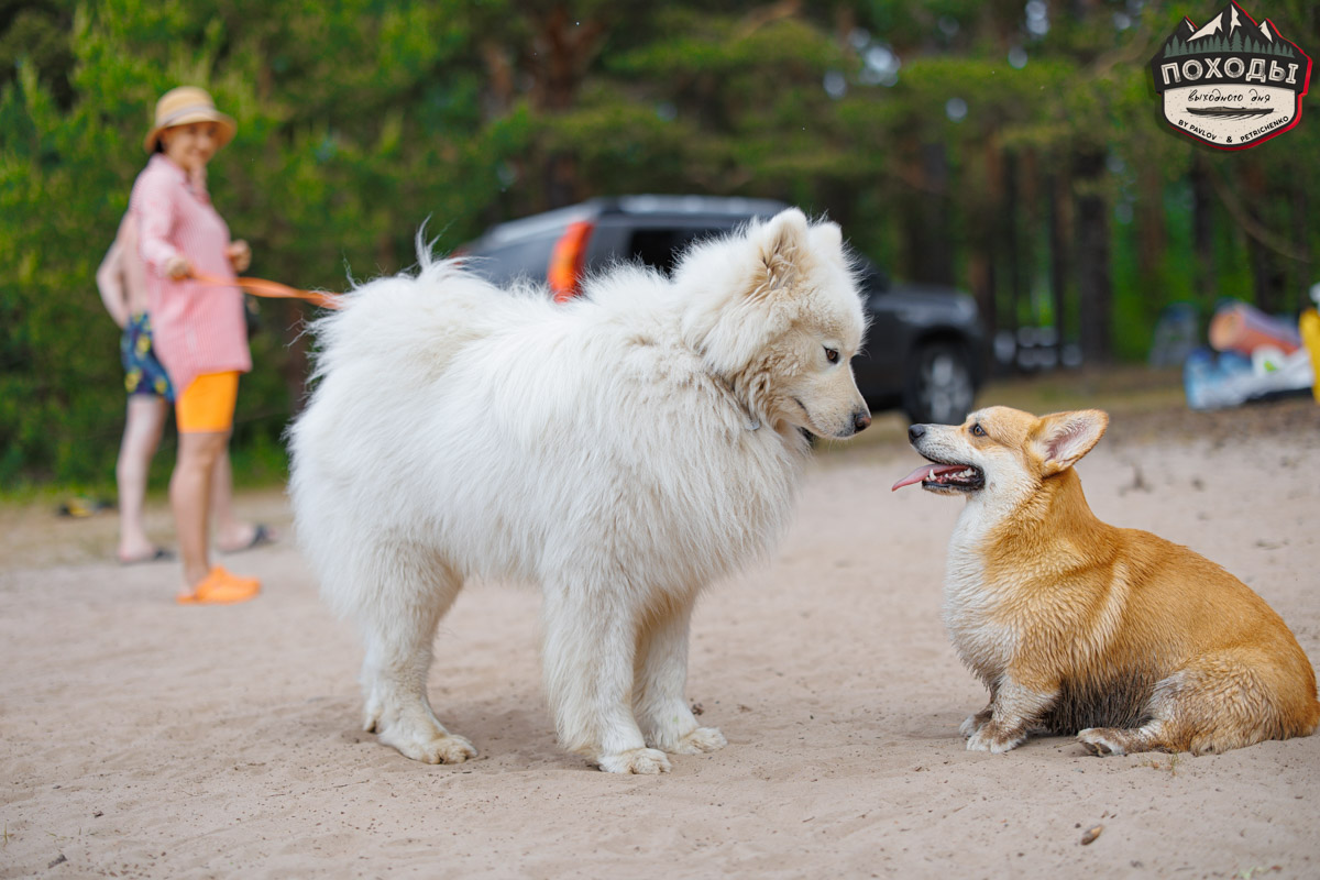 Не зря говорят: собака — лучший компаньон. С ней даже на байдарке можно сплавиться. Проверено! Убедились в этом в прошлое воскресенье владельцы мохнатых штурманов, отправившись с ними в путешествие по реке Судогде. Массу ярких фотографий и подробности милейшего события ищите в статье «Ключ-Медиа».