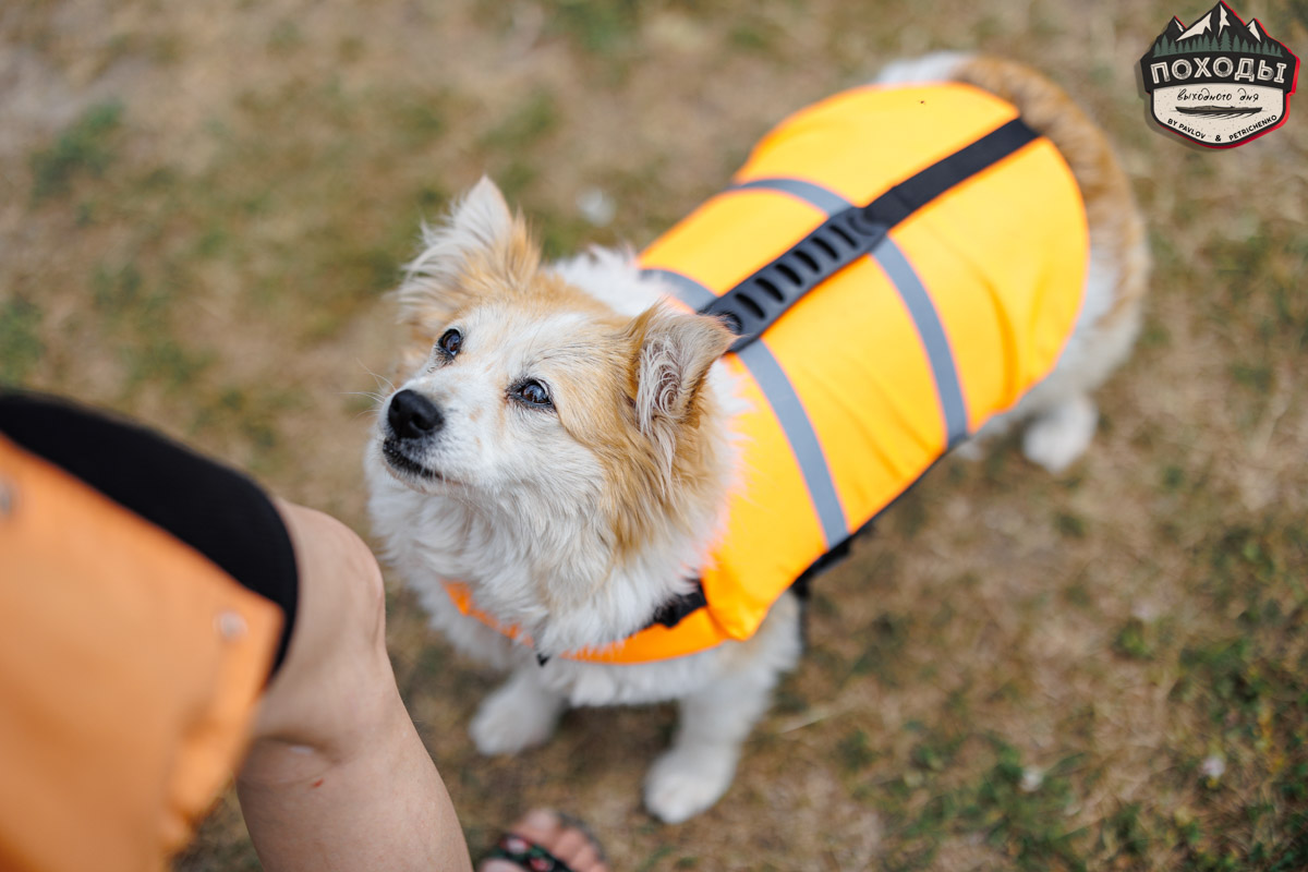 Не зря говорят: собака — лучший компаньон. С ней даже на байдарке можно сплавиться. Проверено! Убедились в этом в прошлое воскресенье владельцы мохнатых штурманов, отправившись с ними в путешествие по реке Судогде. Массу ярких фотографий и подробности милейшего события ищите в статье «Ключ-Медиа».