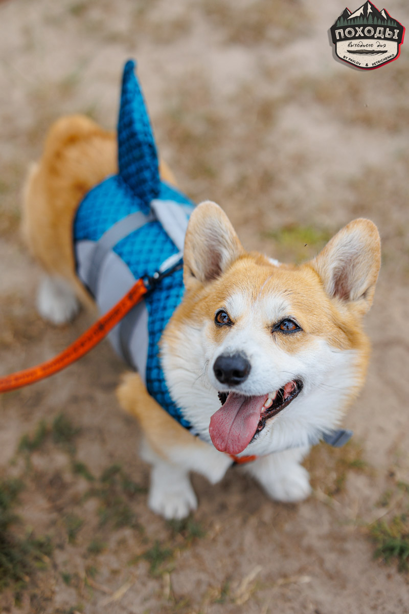 Не зря говорят: собака — лучший компаньон. С ней даже на байдарке можно сплавиться. Проверено! Убедились в этом в прошлое воскресенье владельцы мохнатых штурманов, отправившись с ними в путешествие по реке Судогде. Массу ярких фотографий и подробности милейшего события ищите в статье «Ключ-Медиа».