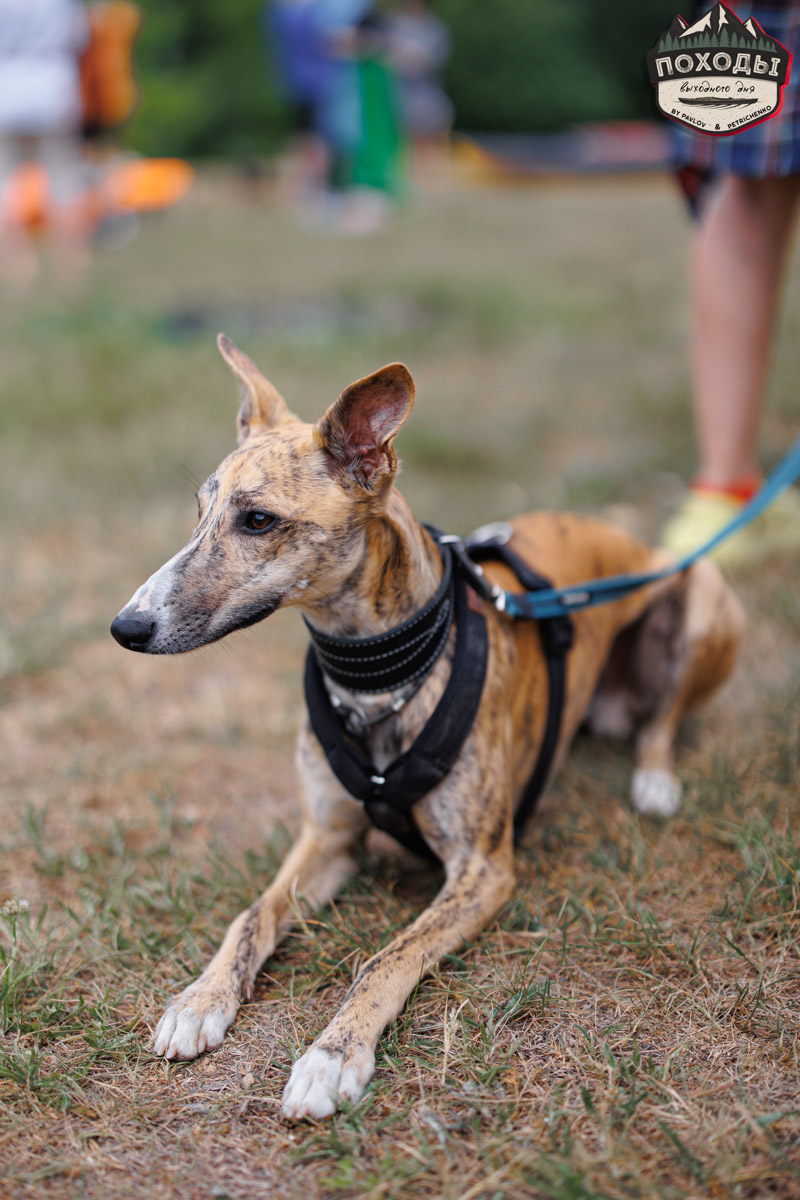 Не зря говорят: собака — лучший компаньон. С ней даже на байдарке можно сплавиться. Проверено! Убедились в этом в прошлое воскресенье владельцы мохнатых штурманов, отправившись с ними в путешествие по реке Судогде. Массу ярких фотографий и подробности милейшего события ищите в статье «Ключ-Медиа».