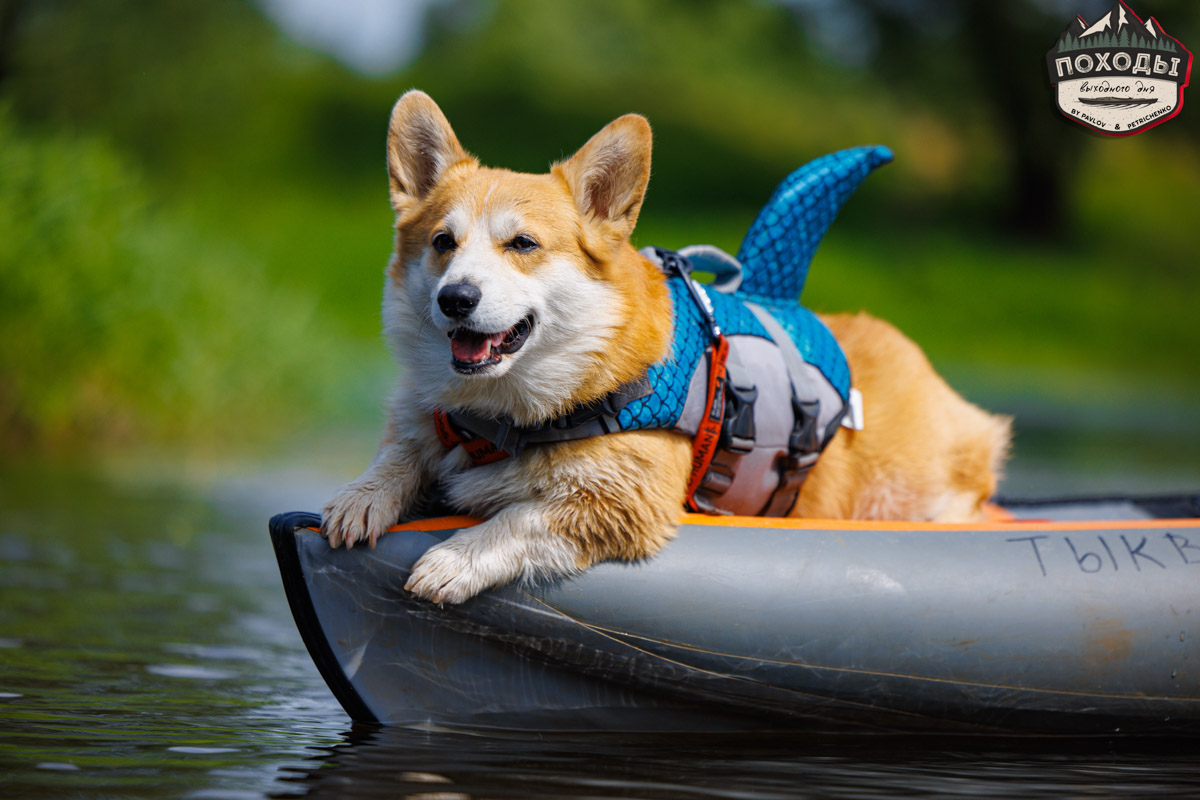Не зря говорят: собака — лучший компаньон. С ней даже на байдарке можно сплавиться. Проверено! Убедились в этом в прошлое воскресенье владельцы мохнатых штурманов, отправившись с ними в путешествие по реке Судогде. Массу ярких фотографий и подробности милейшего события ищите в статье «Ключ-Медиа».