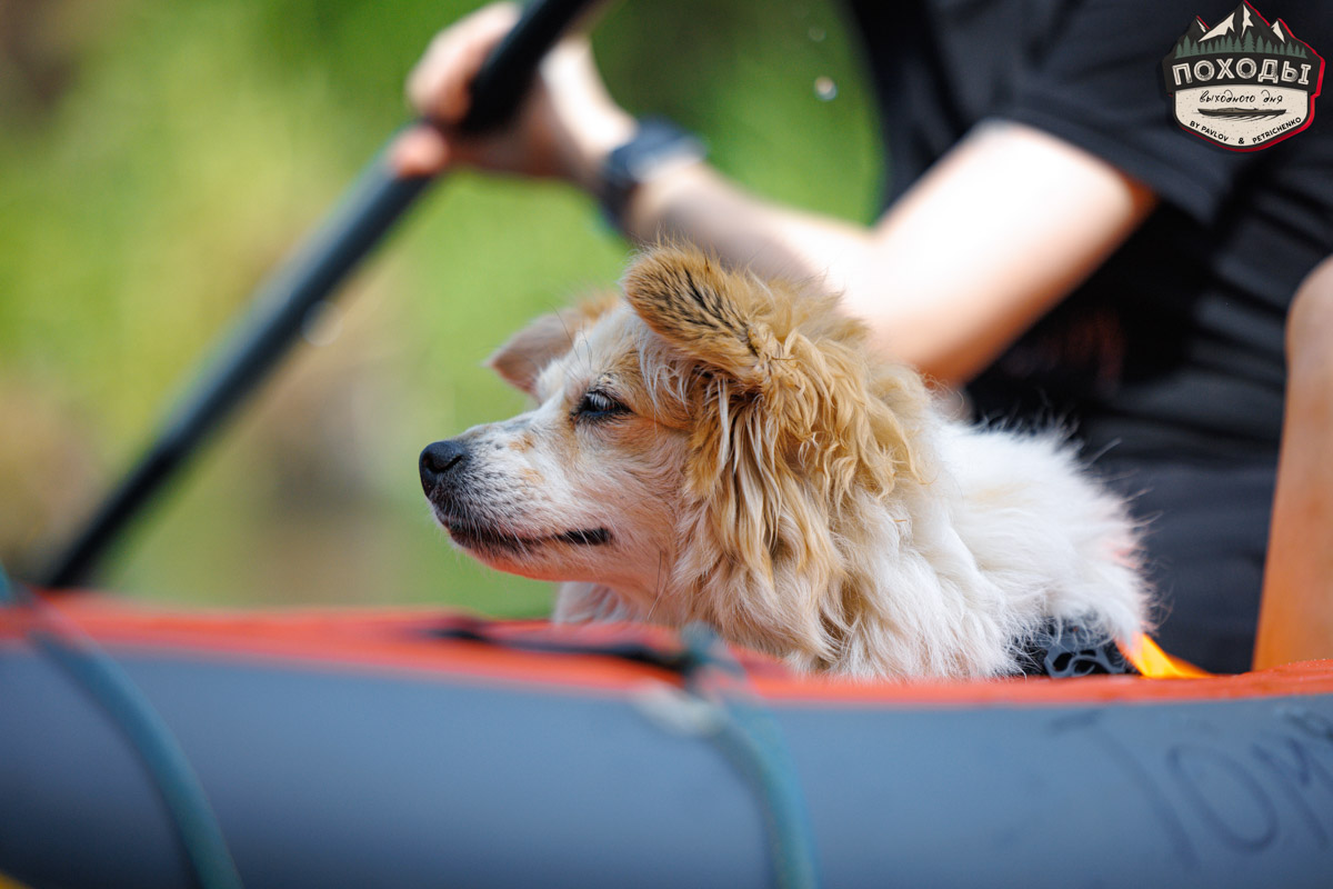 Не зря говорят: собака — лучший компаньон. С ней даже на байдарке можно сплавиться. Проверено! Убедились в этом в прошлое воскресенье владельцы мохнатых штурманов, отправившись с ними в путешествие по реке Судогде. Массу ярких фотографий и подробности милейшего события ищите в статье «Ключ-Медиа».