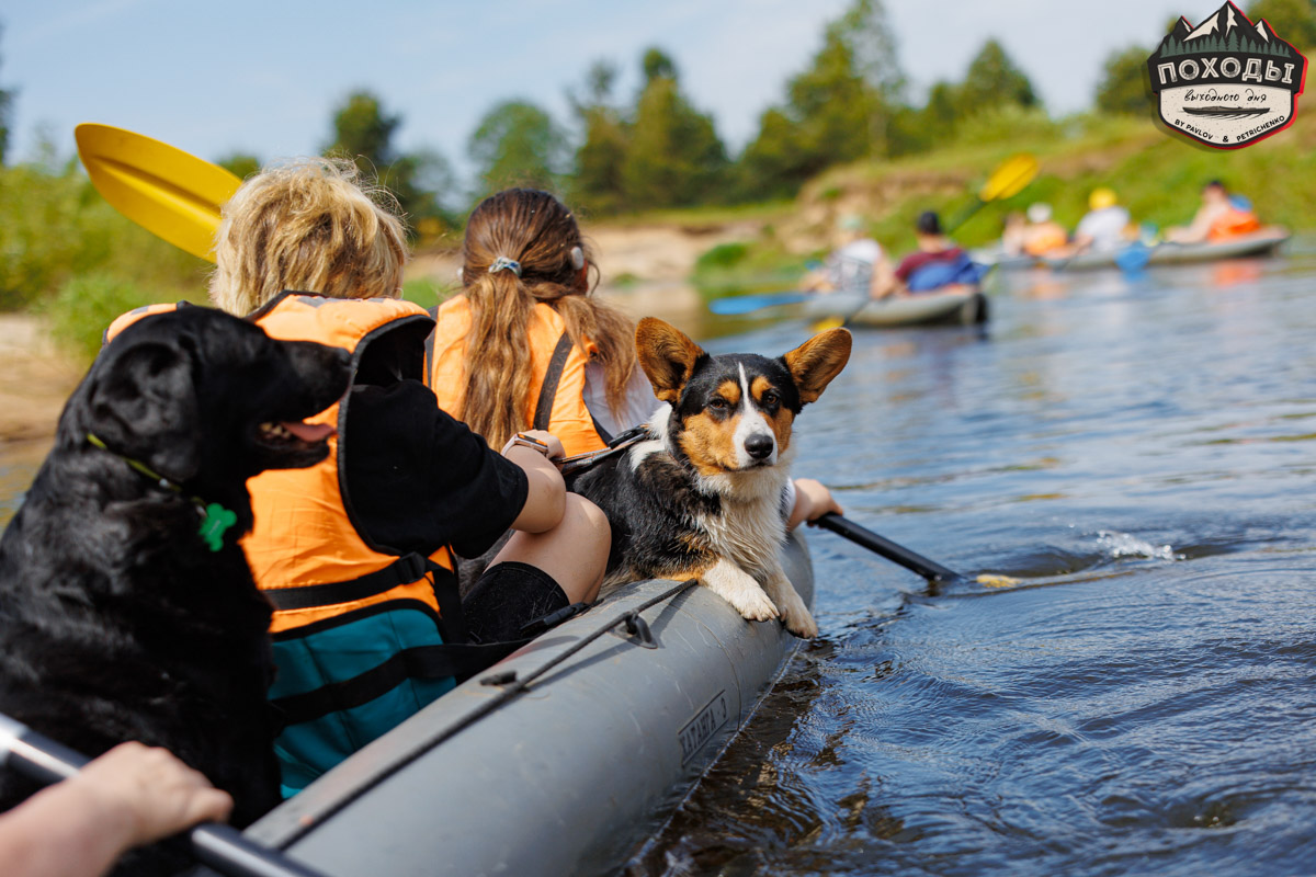 Не зря говорят: собака — лучший компаньон. С ней даже на байдарке можно сплавиться. Проверено! Убедились в этом в прошлое воскресенье владельцы мохнатых штурманов, отправившись с ними в путешествие по реке Судогде. Массу ярких фотографий и подробности милейшего события ищите в статье «Ключ-Медиа».