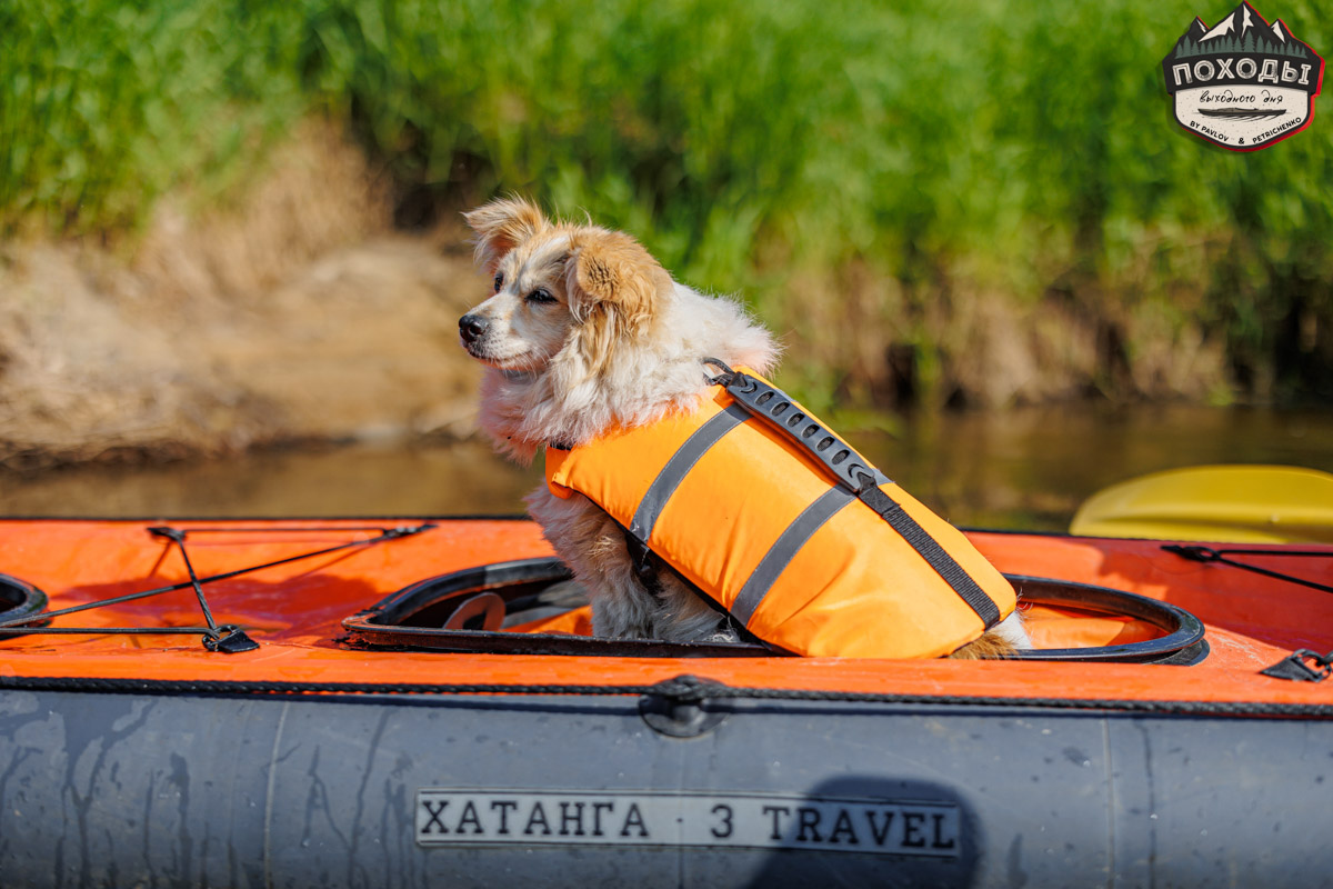 Не зря говорят: собака — лучший компаньон. С ней даже на байдарке можно сплавиться. Проверено! Убедились в этом в прошлое воскресенье владельцы мохнатых штурманов, отправившись с ними в путешествие по реке Судогде. Массу ярких фотографий и подробности милейшего события ищите в статье «Ключ-Медиа».