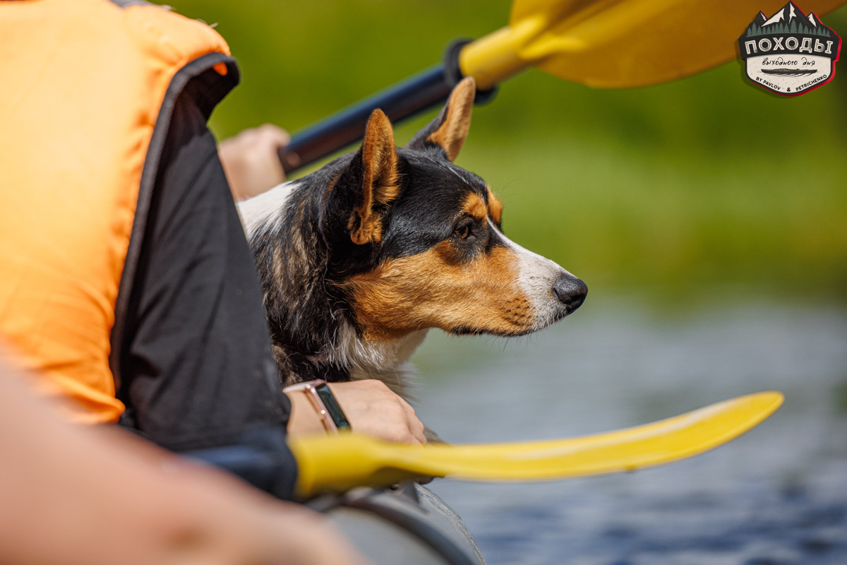 Не зря говорят: собака — лучший компаньон. С ней даже на байдарке можно сплавиться. Проверено! Убедились в этом в прошлое воскресенье владельцы мохнатых штурманов, отправившись с ними в путешествие по реке Судогде. Массу ярких фотографий и подробности милейшего события ищите в статье «Ключ-Медиа».