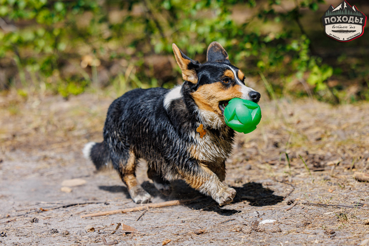 Не зря говорят: собака — лучший компаньон. С ней даже на байдарке можно сплавиться. Проверено! Убедились в этом в прошлое воскресенье владельцы мохнатых штурманов, отправившись с ними в путешествие по реке Судогде. Массу ярких фотографий и подробности милейшего события ищите в статье «Ключ-Медиа».