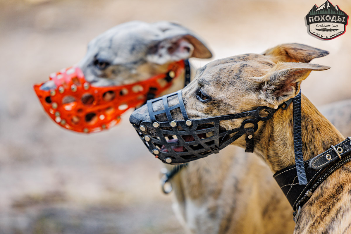 Не зря говорят: собака — лучший компаньон. С ней даже на байдарке можно сплавиться. Проверено! Убедились в этом в прошлое воскресенье владельцы мохнатых штурманов, отправившись с ними в путешествие по реке Судогде. Массу ярких фотографий и подробности милейшего события ищите в статье «Ключ-Медиа».