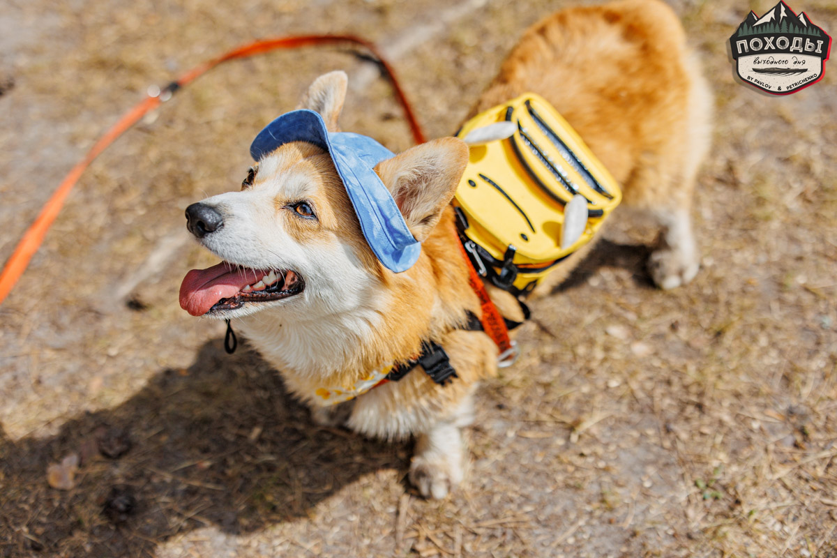 Не зря говорят: собака — лучший компаньон. С ней даже на байдарке можно сплавиться. Проверено! Убедились в этом в прошлое воскресенье владельцы мохнатых штурманов, отправившись с ними в путешествие по реке Судогде. Массу ярких фотографий и подробности милейшего события ищите в статье «Ключ-Медиа».