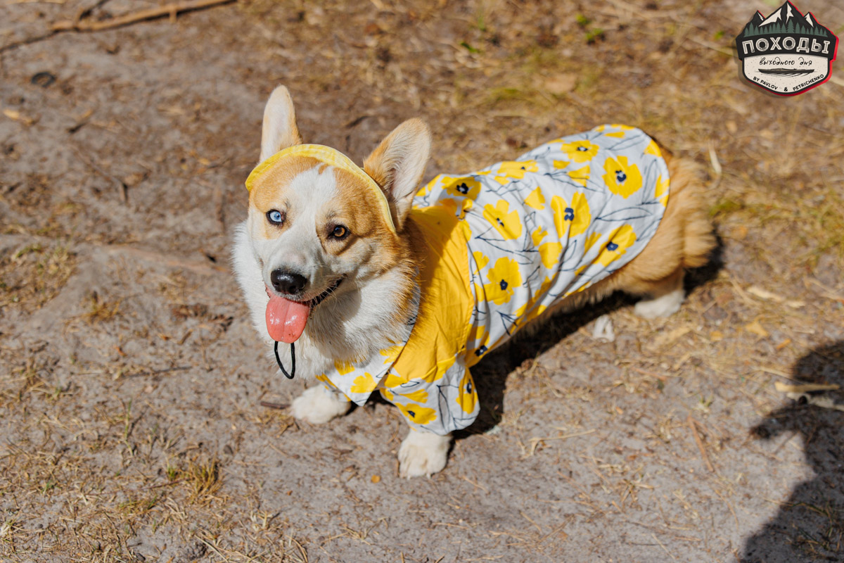 Не зря говорят: собака — лучший компаньон. С ней даже на байдарке можно сплавиться. Проверено! Убедились в этом в прошлое воскресенье владельцы мохнатых штурманов, отправившись с ними в путешествие по реке Судогде. Массу ярких фотографий и подробности милейшего события ищите в статье «Ключ-Медиа».