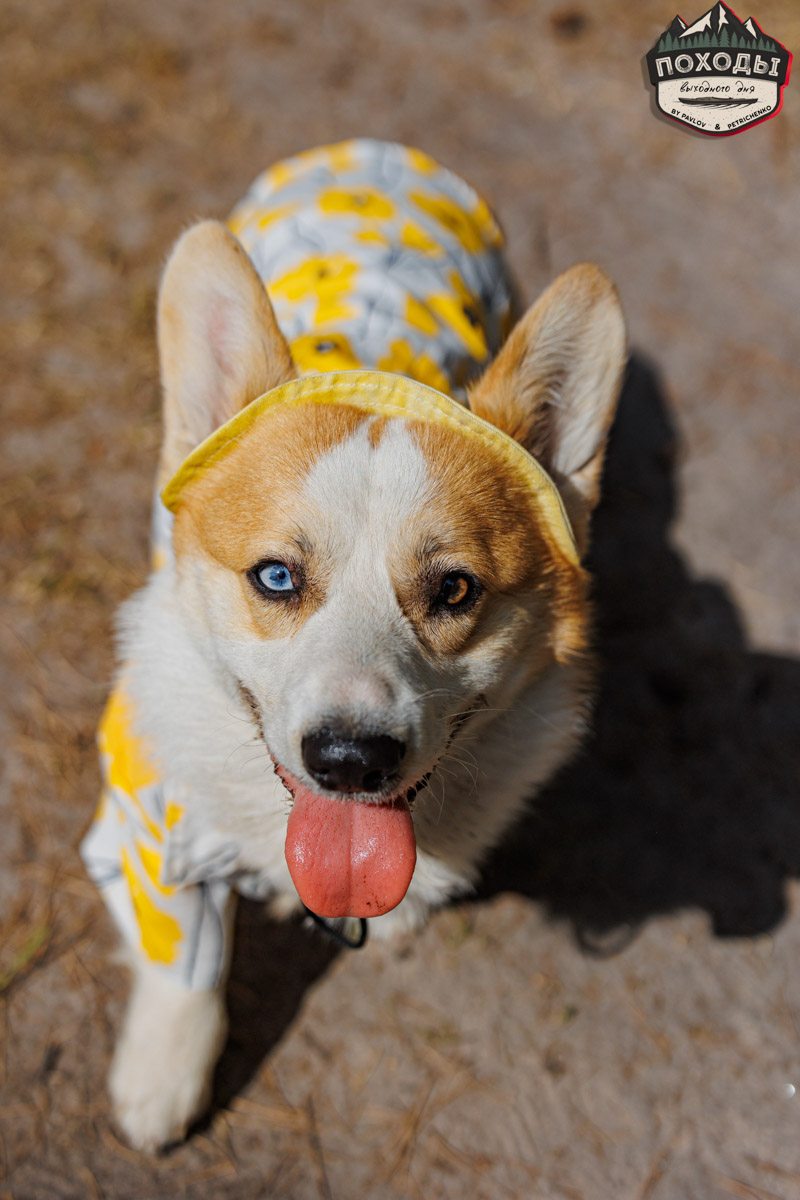 Не зря говорят: собака — лучший компаньон. С ней даже на байдарке можно сплавиться. Проверено! Убедились в этом в прошлое воскресенье владельцы мохнатых штурманов, отправившись с ними в путешествие по реке Судогде. Массу ярких фотографий и подробности милейшего события ищите в статье «Ключ-Медиа».